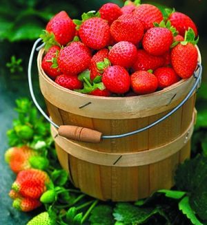 富阳可口诱人的草莓